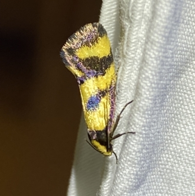 Olbonoma triptycha (Chezela Group) at Jerrabomberra, NSW - 8 Jan 2023 by Steve_Bok