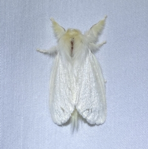 Trichiocercus sparshalli at Jerrabomberra, NSW - suppressed