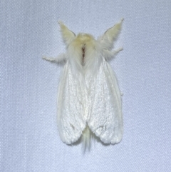 Trichiocercus sparshalli (Sparshall's Moth) at Jerrabomberra, NSW - 8 Jan 2023 by Steve_Bok