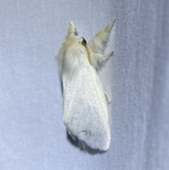 Trichiocercus sparshalli at Jerrabomberra, NSW - suppressed