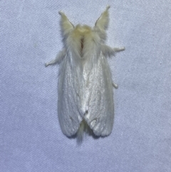 Trichiocercus sparshalli at Jerrabomberra, NSW - 8 Jan 2023