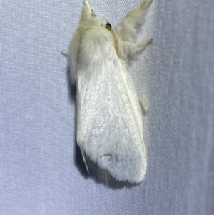 Trichiocercus sparshalli at suppressed - 8 Jan 2023