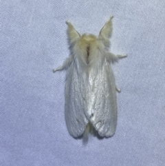 Trichiocercus sparshalli at Jerrabomberra, NSW - suppressed