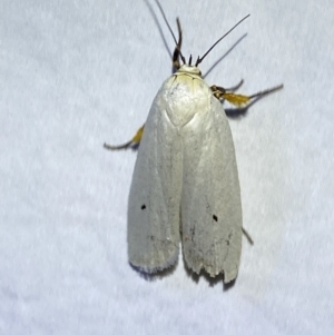 Maroga melanostigma at Jerrabomberra, NSW - suppressed