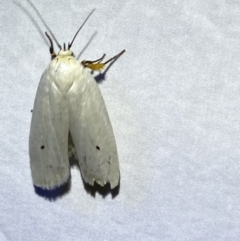 Maroga melanostigma at Jerrabomberra, NSW - 8 Jan 2023