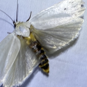 Maroga melanostigma at Jerrabomberra, NSW - 8 Jan 2023