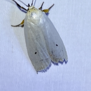 Maroga melanostigma at Jerrabomberra, NSW - 8 Jan 2023