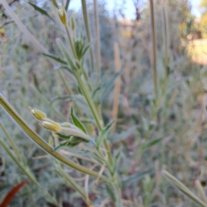 Epilobium billardiereanum subsp. cinereum at Watson, ACT - 8 Jan 2023