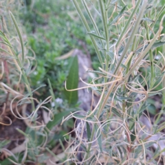 Epilobium billardiereanum subsp. cinereum at Watson, ACT - 8 Jan 2023