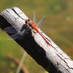 Diplacodes bipunctata (Wandering Percher) at Belconnen, ACT - 9 Jan 2023 by Tammy