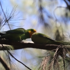 Polytelis swainsonii (Superb Parrot) at Lake Ginninderra - 9 Jan 2023 by Tammy