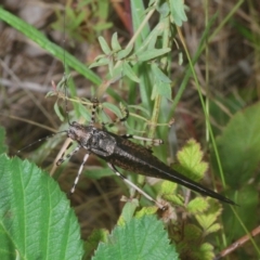 Acripeza reticulata (Mountain Katydid) at Lower Cotter Catchment - 10 Jan 2023 by Harrisi