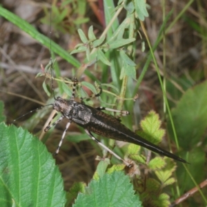 Acripeza reticulata at Cotter River, ACT - 10 Jan 2023