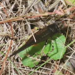 Acripeza reticulata at Cotter River, ACT - 10 Jan 2023