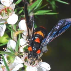 Pterygophorus cinctus (Bottlebrush sawfly) at Cotter River, ACT - 10 Jan 2023 by Harrisi