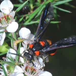 Pterygophorus cinctus at Cotter River, ACT - 10 Jan 2023