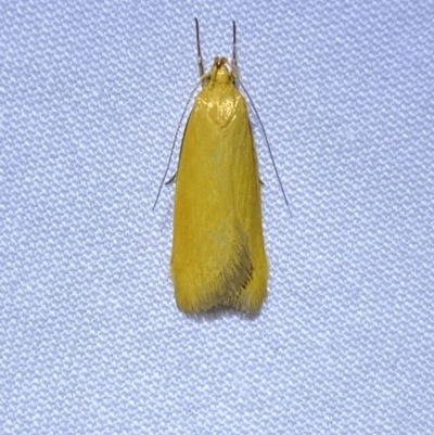 Eulechria electrodes (Yellow Eulechria Moth) at QPRC LGA - 8 Jan 2023 by Steve_Bok