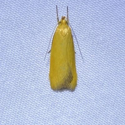Eulechria electrodes (Yellow Eulechria Moth) at Jerrabomberra, NSW - 8 Jan 2023 by SteveBorkowskis