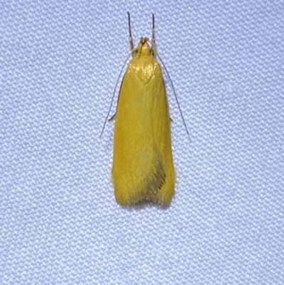 Eulechria electrodes (Yellow Eulechria Moth) at Jerrabomberra, NSW - 8 Jan 2023 by Steve_Bok