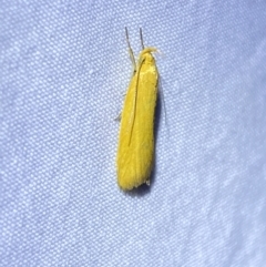 Eulechria electrodes at Jerrabomberra, NSW - suppressed