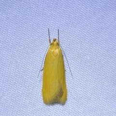 Eulechria electrodes at Jerrabomberra, NSW - suppressed