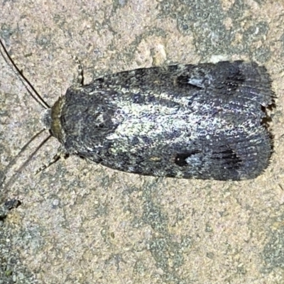 Thoracolopha verecunda (A Noctuid moth (Acronictinae)) at Jerrabomberra, NSW - 8 Jan 2023 by Steve_Bok