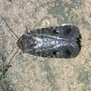 Thoracolopha verecunda at Jerrabomberra, NSW - suppressed