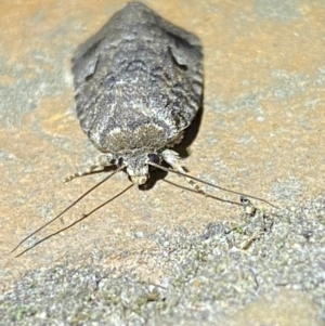 Thoracolopha verecunda at suppressed - 8 Jan 2023