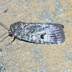 Thoracolopha verecunda at Jerrabomberra, NSW - suppressed