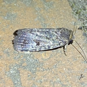 Thoracolopha verecunda at Jerrabomberra, NSW - suppressed