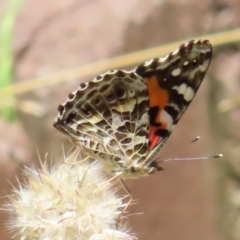 Vanessa kershawi (Australian Painted Lady) at Kambah, ACT - 10 Jan 2023 by MatthewFrawley