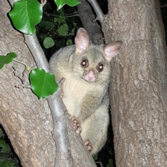 Trichosurus vulpecula (Common Brushtail Possum) at Barton, ACT - 10 Jan 2023 by MatthewFrawley