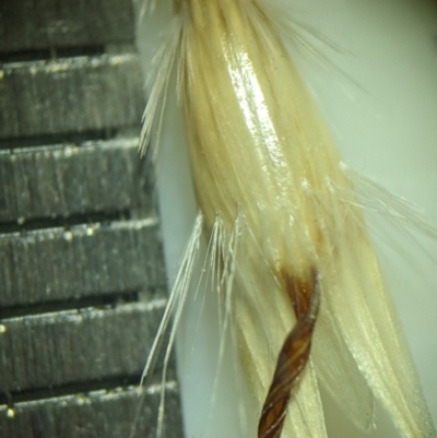 Rytidosperma duttonianum (Brown-back Wallaby Grass) at Gungaderra Grasslands - 9 Jan 2023 by MattM