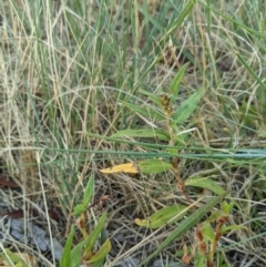 Persicaria prostrata (Creeping Knotweed) at Higgins, ACT - 10 Jan 2023 by MattM