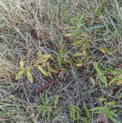 Persicaria prostrata at Higgins, ACT - 10 Jan 2023