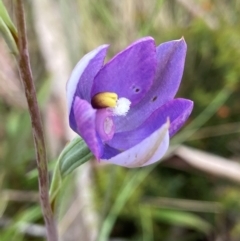Thelymitra alpina (Mountain Sun Orchid) at Cotter River, ACT - 6 Jan 2023 by AJB