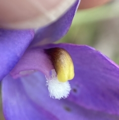 Thelymitra alpina at Cotter River, ACT - suppressed