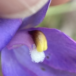 Thelymitra alpina at Cotter River, ACT - suppressed