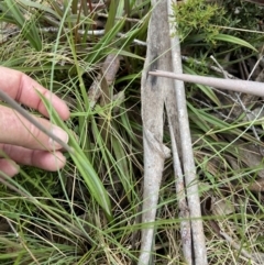 Thelymitra alpina at Cotter River, ACT - suppressed