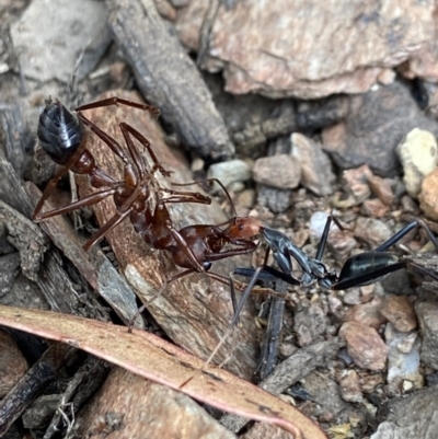 Leptomyrmex erythrocephalus (Spider ant) at Namadgi National Park - 5 Jan 2023 by AJB