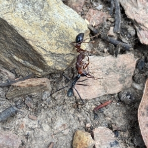 Leptomyrmex erythrocephalus at Cotter River, ACT - 6 Jan 2023