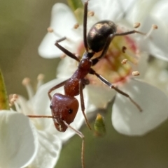 Iridomyrmex purpureus (Meat Ant) at Coombs, ACT - 8 Jan 2023 by AJB
