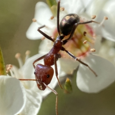 Iridomyrmex purpureus (Meat Ant) at Holder Wetlands - 7 Jan 2023 by AJB