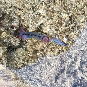 Hypselodoris bennetti at Broulee, NSW - 6 Jan 2023