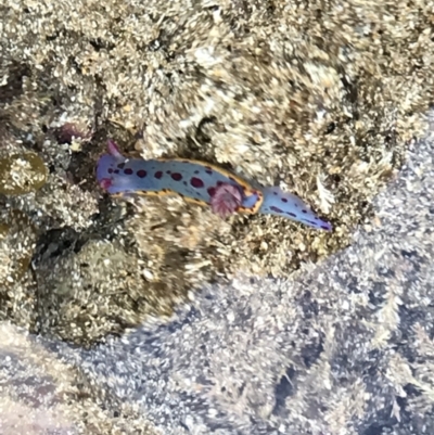 Hypselodoris bennetti (Hypselodoris bennetti) at Broulee Moruya Nature Observation Area - 6 Jan 2023 by MattFox