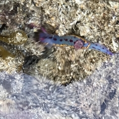 Hypselodoris bennetti at Broulee, NSW - 6 Jan 2023 03:21 PM