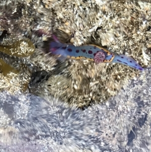 Hypselodoris bennetti at Broulee, NSW - 6 Jan 2023 03:21 PM