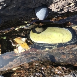 Scutus antipodes at Broulee, NSW - 6 Jan 2023 04:30 PM