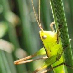 Conocephalus semivittatus (Meadow katydid) at Gundaroo, NSW - 10 Jan 2023 by Gunyijan