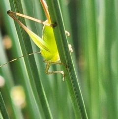 Conocephalus semivittatus at Gundaroo, NSW - 10 Jan 2023 05:36 PM